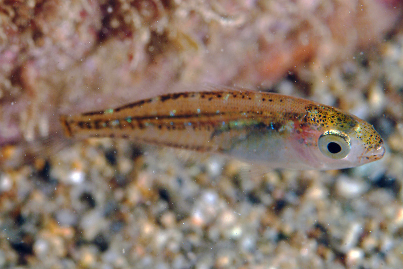 juvenile Sarpa salpa e juvenile Spicara sp.